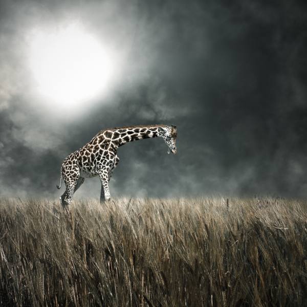 Photograph Kenneth Jensen All Alone on One Eyeland